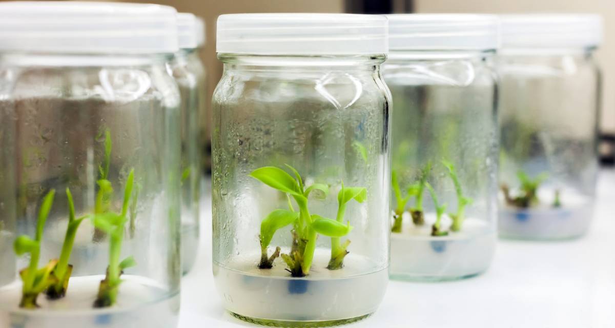 Fitohormonas vegetales