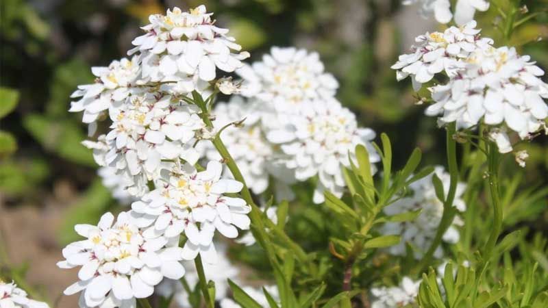 Flor de Iberis