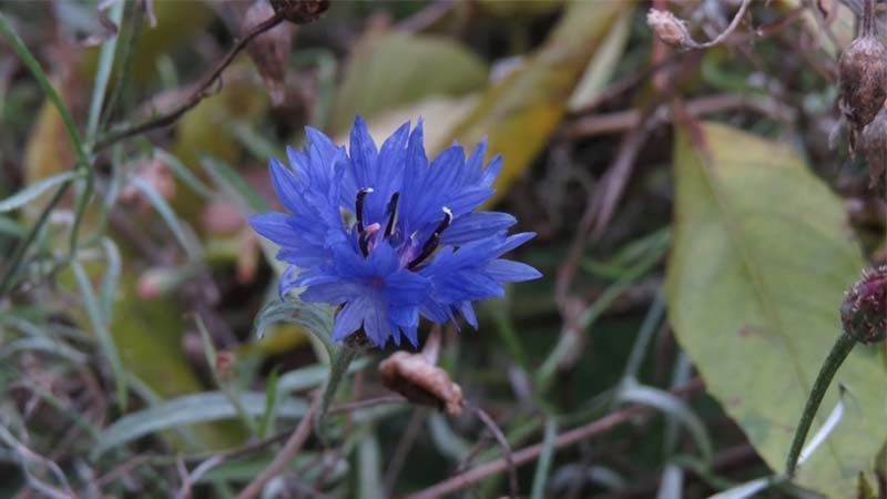 Flor de aciano