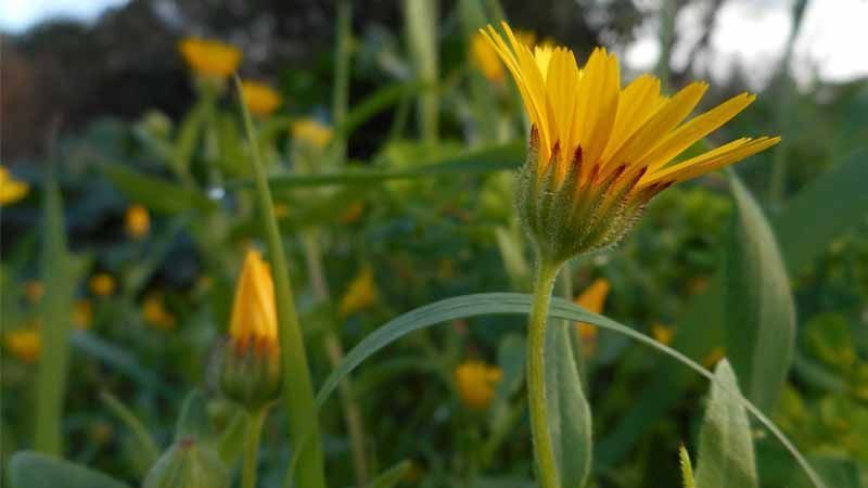 Floración Calendula arvensis