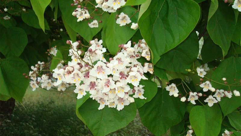 Floración Catalpa bignonioide