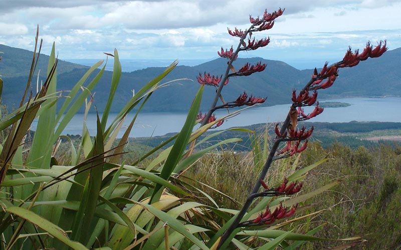 Floración Phormium tenax