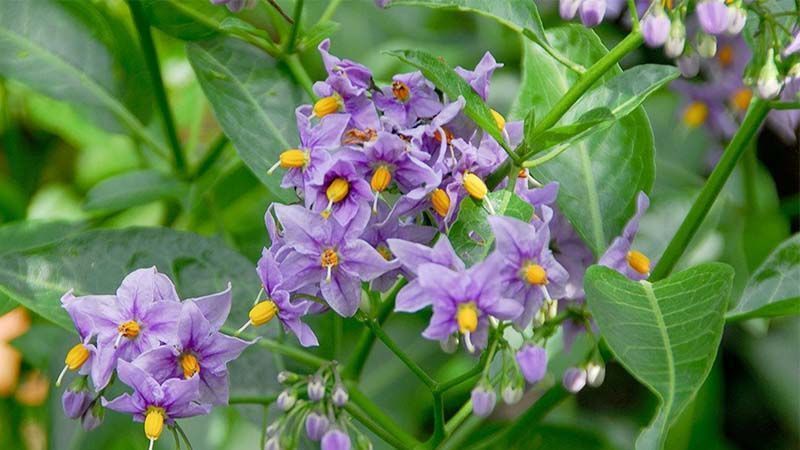Floración Solanum crispum