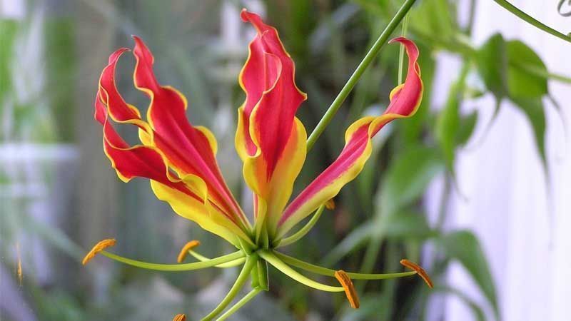 Floración de Gloriosa rothschildiana