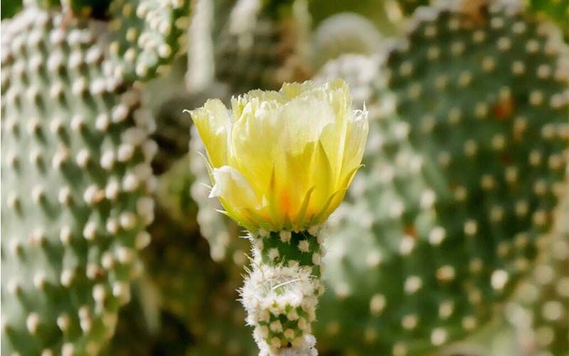 Floración de Opuntia microdasys