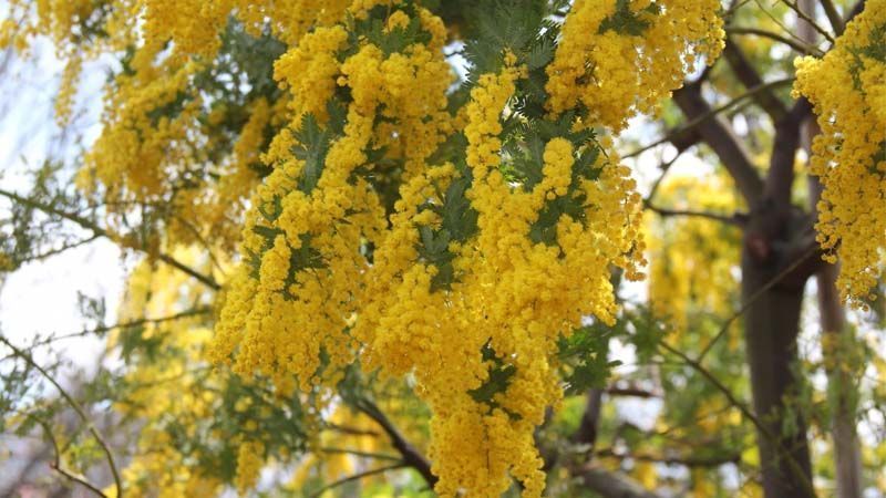 Floración de mimosa