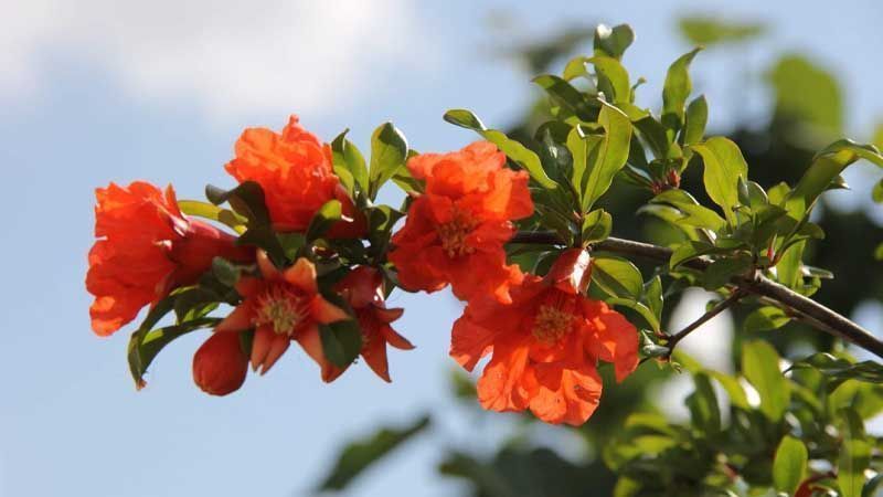 Floración granado enano