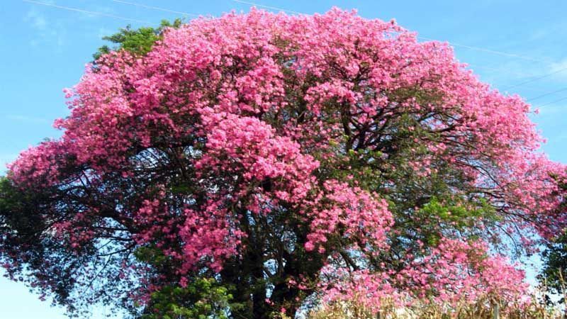 Floración palo borracho
