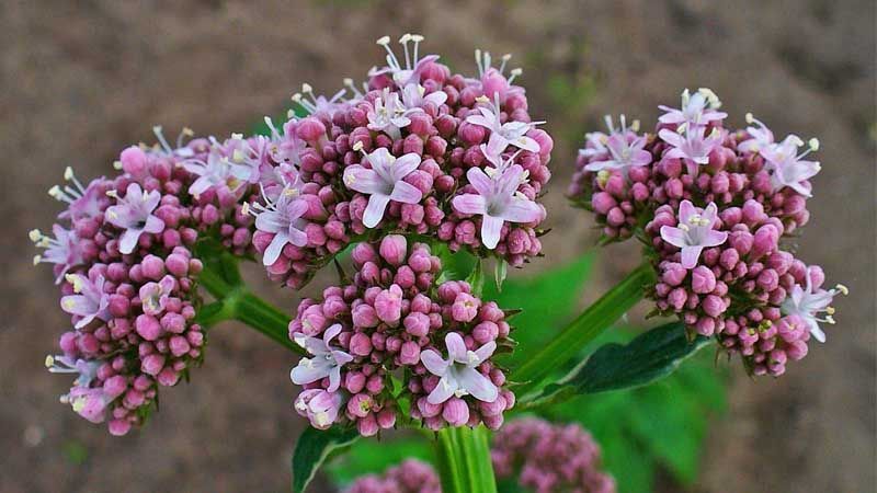 Floración valeriana