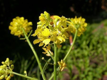 Flores de Brassica nigra o mostaza negra