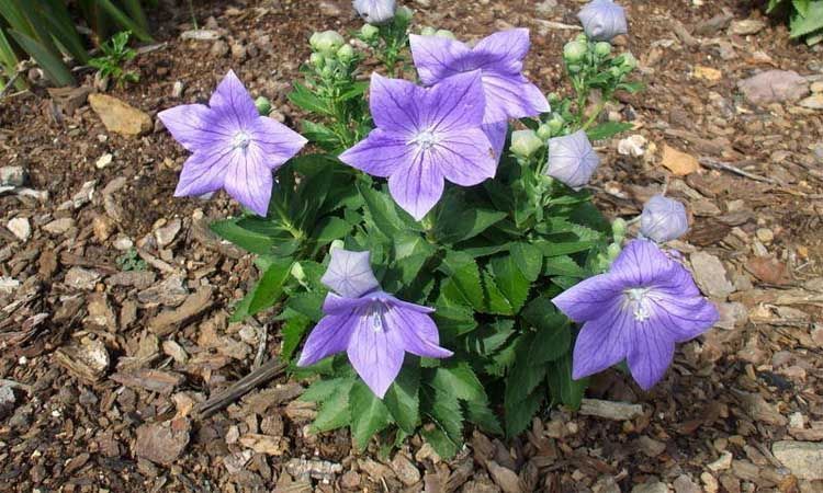 Floración platycodon grandiflorus