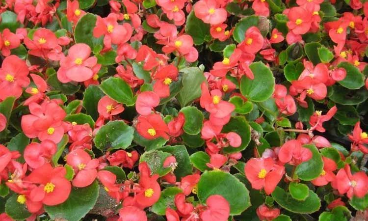 Flores comestibles de begonias