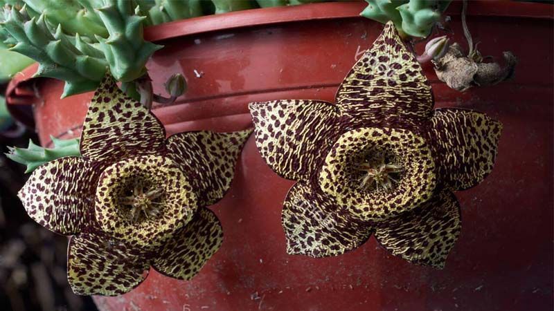 Flores de Stapelia variegata