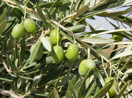 Formación aceituna en olivo