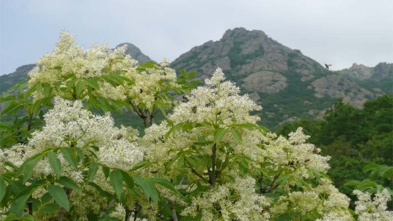 Fresno de flor Fraxinus ornus