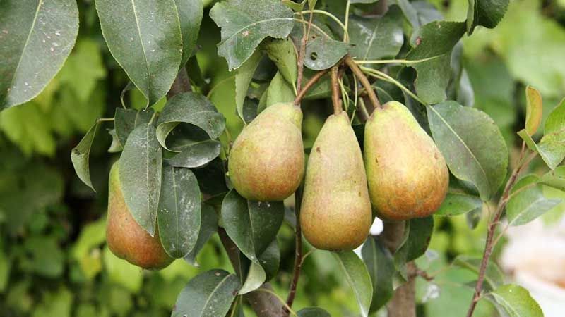 Frutal peral