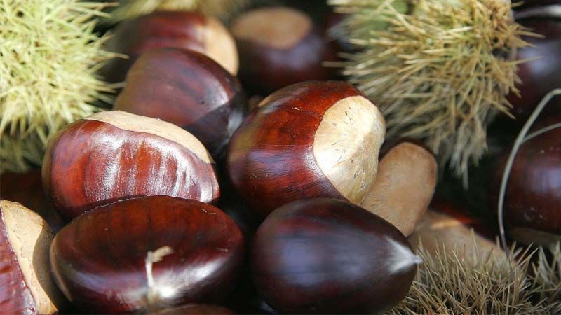 Frutos castaños