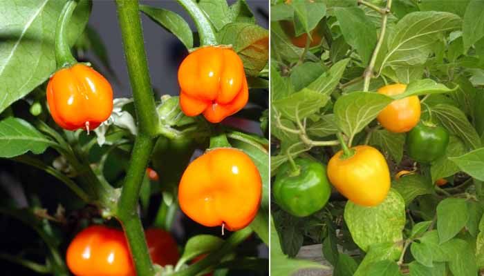 Frutos chile rocoto