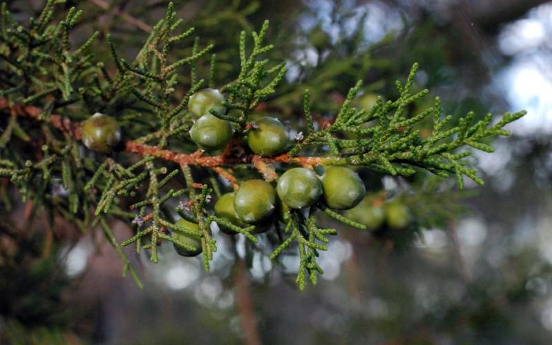 Frutos de Juniperus phoenicea