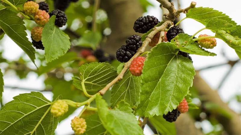 Frutos de Morus alba