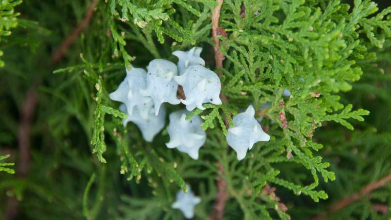 Frutos de Thuja orientalis