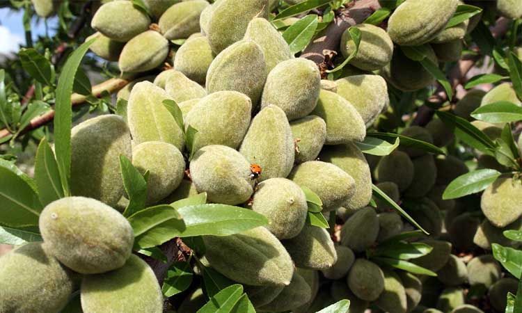 Frutos de almendro Guara