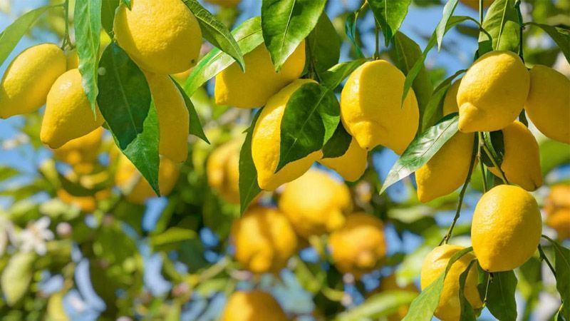 Frutos de limonero