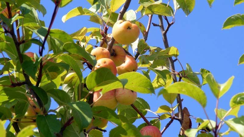 Frutos de manzano silvestre