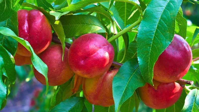 Frutos de nectarina