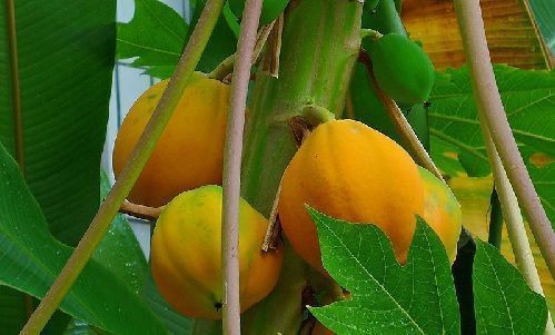 Frutos de papaya