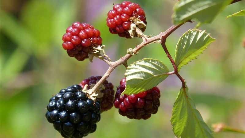 Frutos de zarzamora