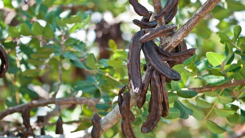 Frutos del algarrobo