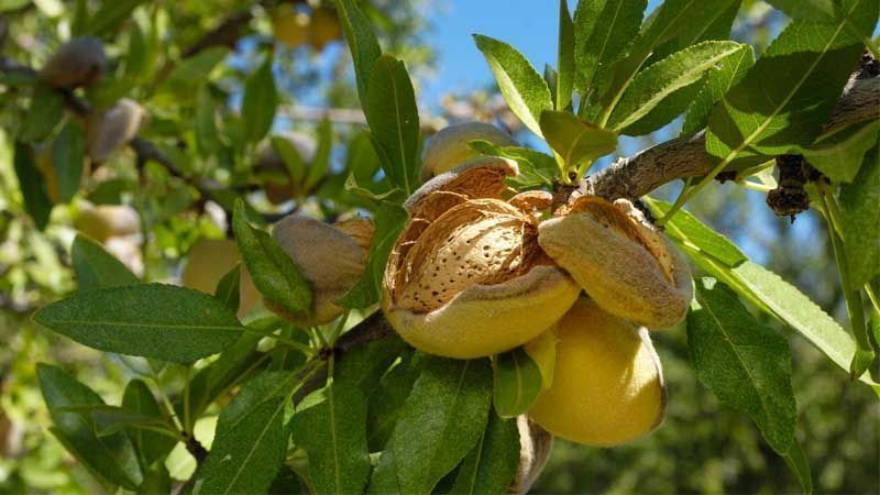 Frutos del almendro