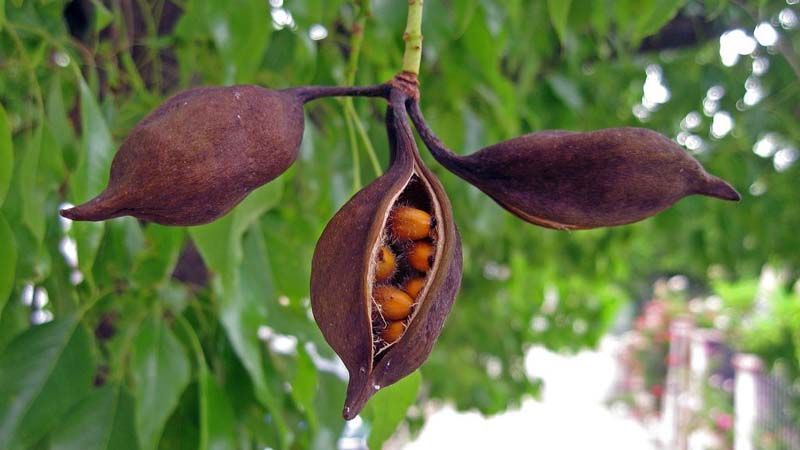Frutos del árbol botella