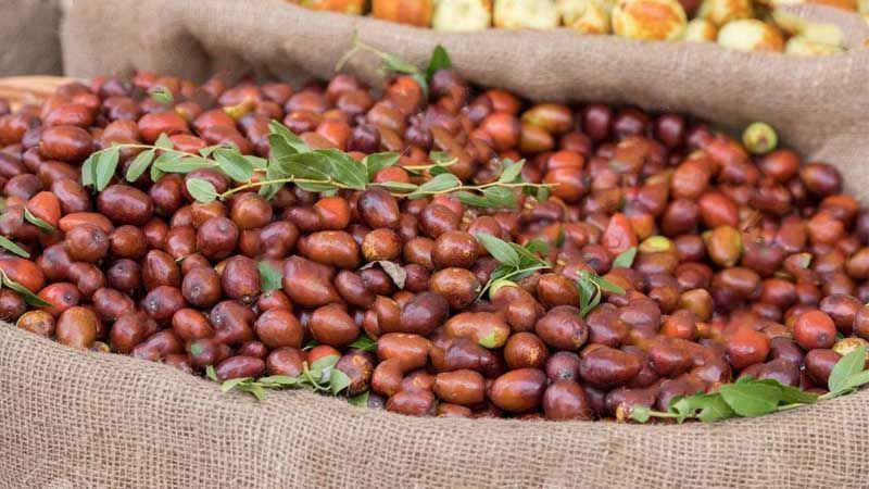 Frutos del azufaifo