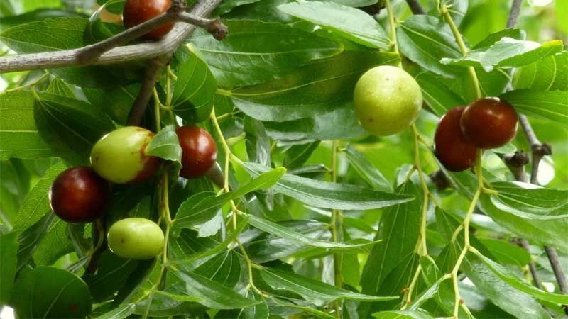 Frutos del jinjolero