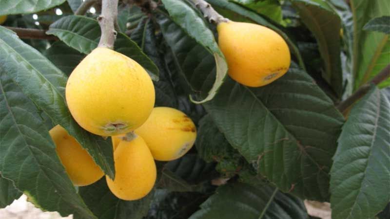 Frutos del níspero japonés
