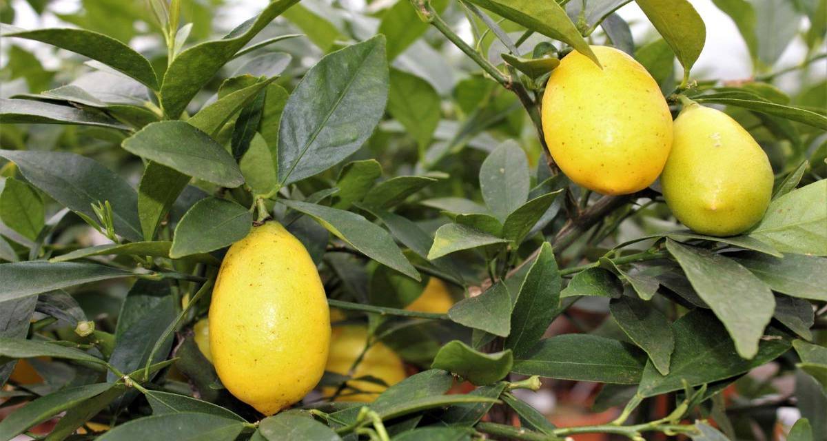 Frutos limequat