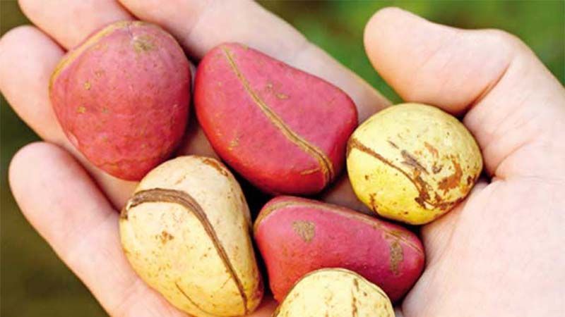 Frutos nuez de cola