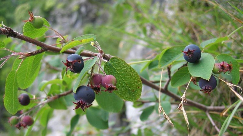 Frutos planta guillomo
