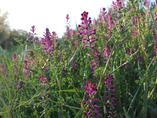 Fumaria officinalis