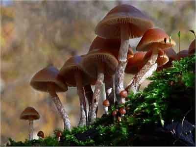 Galerina marginata setas venenosas Galerina marginata setas venenosas