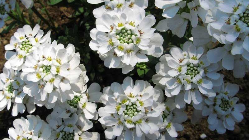 Género de plantas Iberis