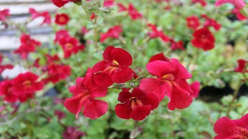 Género de plantas Mimulus plant