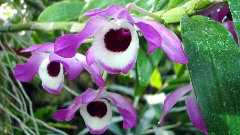 Género dendrobium
