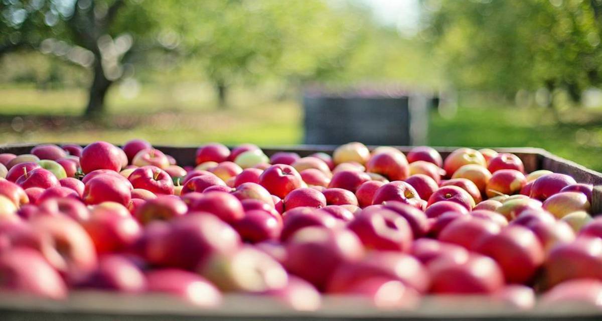 Germinar semillas de manzana