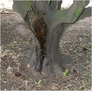 gomosis naranjo Gomosis en árbol