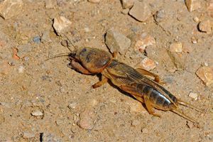 Gryllotalpa gryllotalpa Gryllotalpa gryllotalpa, alacrán cebollero, grillo topo