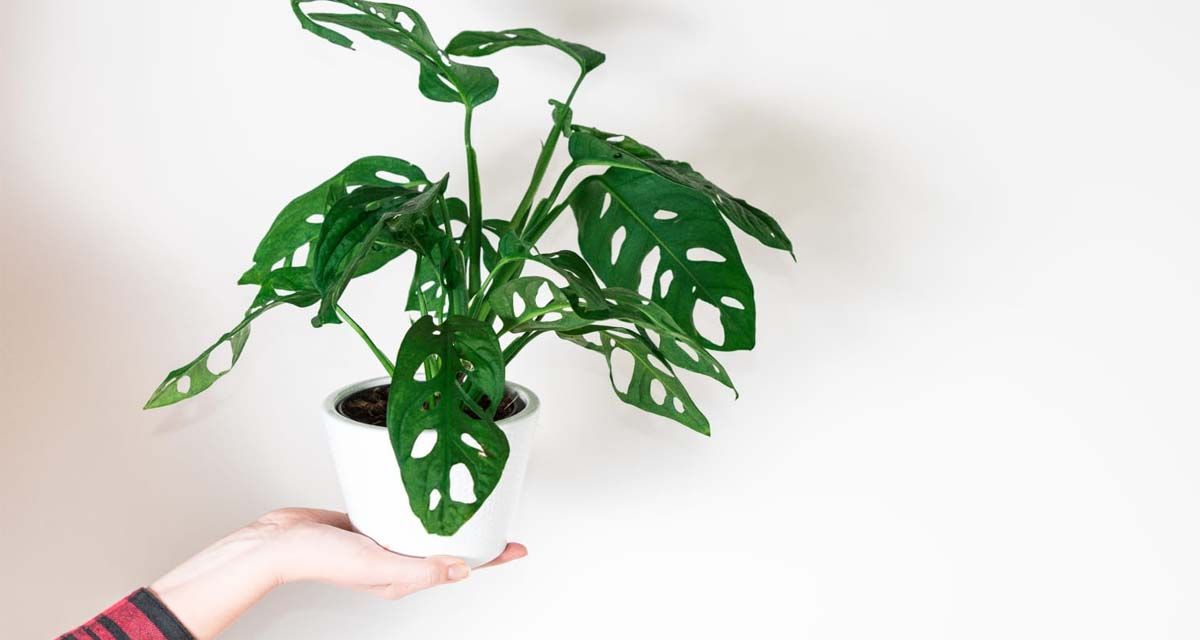 Guía de cuidados de Monstera adansonii