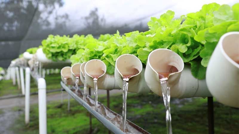 Guía de cultivo hidropónico